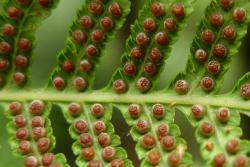Cyathea milnei. Underside of mature fertile frond showing sori surrounded by deep cup-shaped indusia.
 Image: L.R. Perrie © Te Papa 2014 CC BY-NC 3.0 NZ